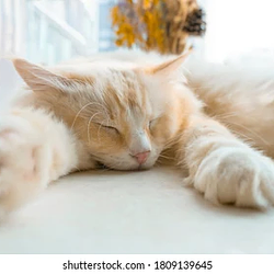 Liar Cat