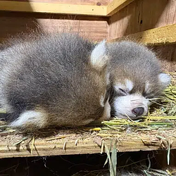 アケビ