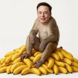Monkey / SOL