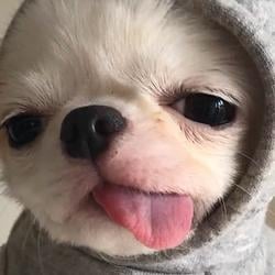 MOPO DOG