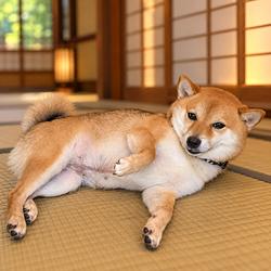 Tsuki