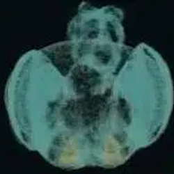 Fly64