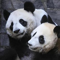 PandaPing