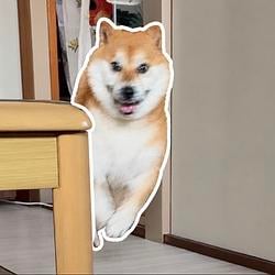 ふう太