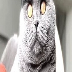 stare