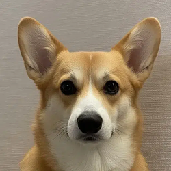 corgi