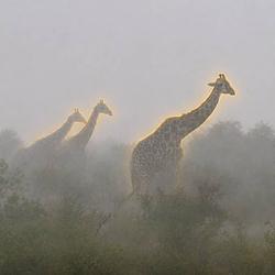 GIRAFFES