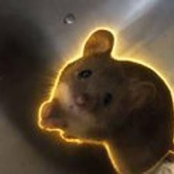 BeggingMouse / SOL