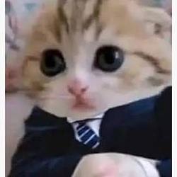 $MEOWTC