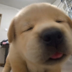 DOGGPT