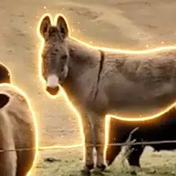 Zeke