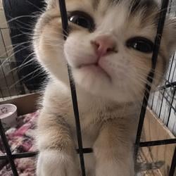 CATEJAIL