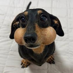 DOGCHEEKS
