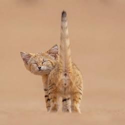 BUTTKITTEN / SOL