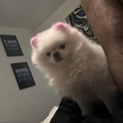 CC