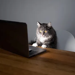 9 TO 5 CAT