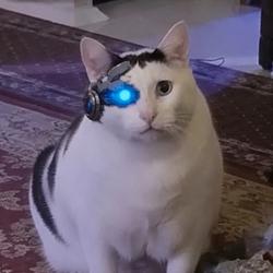 AIHUHCAT