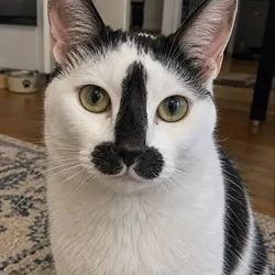 dihcat