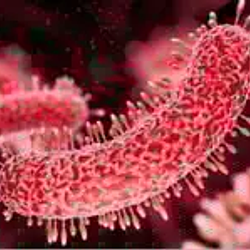 STD