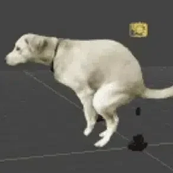dogshit