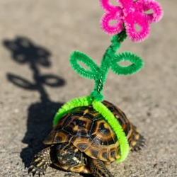 Flower Turtle
