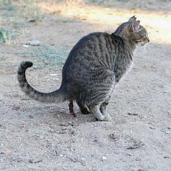 cat shit
