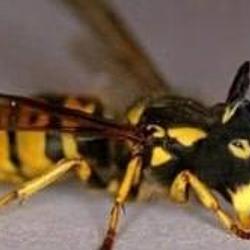 wasp