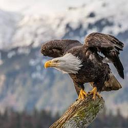 EAGLE