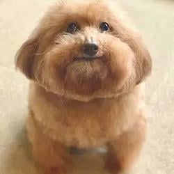 SCOOBERT