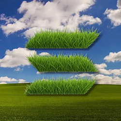 GRASS
