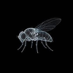 FLY