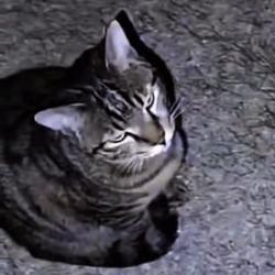 MOGCAT
