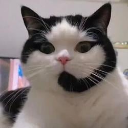 客服小猫 / BNB