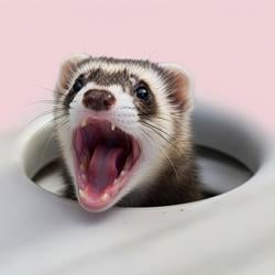 POPFERRET