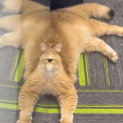 octopussy / SOL