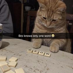 meow