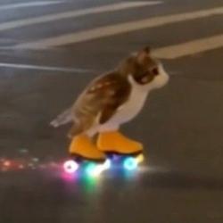Meowl