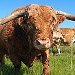 BULL / SOL