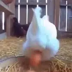 Eggjaculat