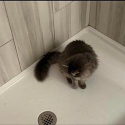 kitty
