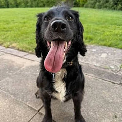 Bramble The Digi-Dog