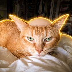 jewcat / SOL