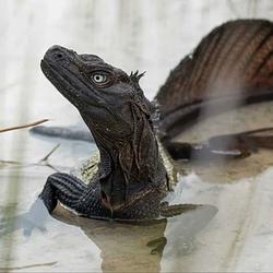 SDRAGON