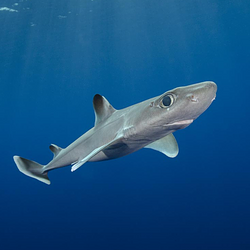 DogFish