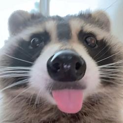 BANDIT