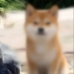 Zinu