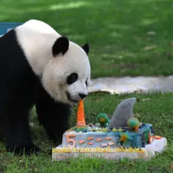 Bao Li / BNB
