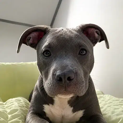 Bully / SOL