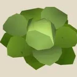 cabbage