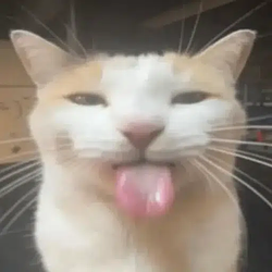 :P